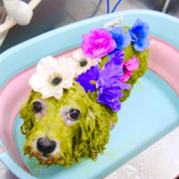 【池下店】2020年6月27日のワンちゃん達♪