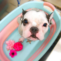 【池下店】2020年6月28日のワンちゃん達♪