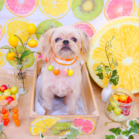 【池下店】2020年6月29日のワンちゃん達♪