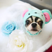 【本店】2020年7月2日のワンちゃん達♪