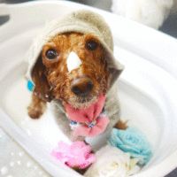 【本店】2020年7月3日のワンちゃん達♪