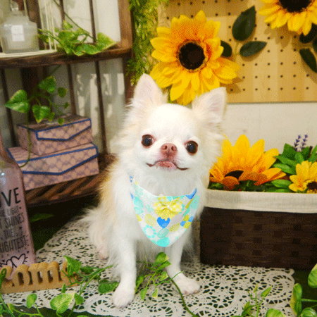 【本店】2020年7月4日のワンちゃん達♪