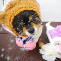 【本店】2020年7月5日のワンちゃん達♪