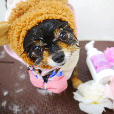 【本店】2020年7月5日のワンちゃん達♪