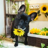 【本店】2020年7月6日のワンちゃん達♪