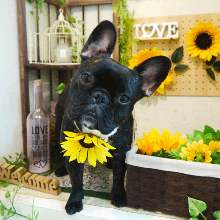 【本店】2020年7月6日のワンちゃん達♪