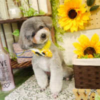 【本店】2020年7月9日のワンちゃん達♪