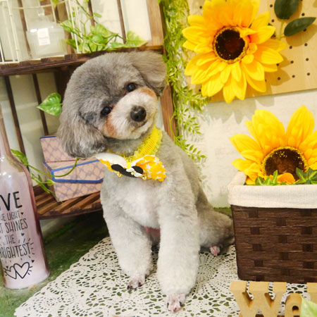 【本店】2020年7月9日のワンちゃん達♪