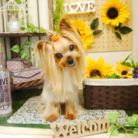 【本店】2020年7月10日のワンちゃん達♪