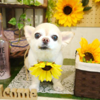 【本店】2020年7月11日のワンちゃん達♪