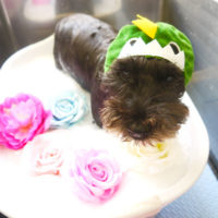 【本店】2020年7月12日のワンちゃん達♪