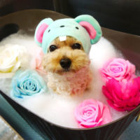 【本店】2020年7月13日のワンちゃん達♪