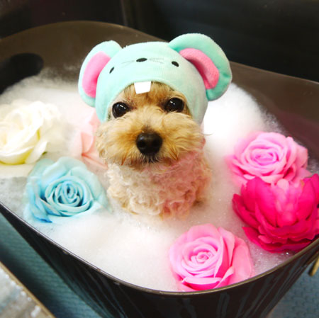 【本店】2020年7月13日のワンちゃん達♪