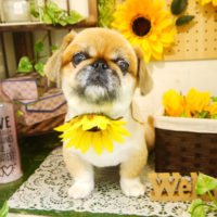 【本店】2020年7月15日のワンちゃん達♪