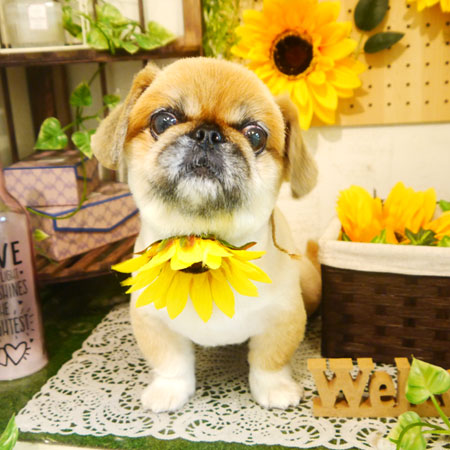 【本店】2020年7月15日のワンちゃん達♪