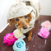 【本店】2020年7月16日のワンちゃん達♪