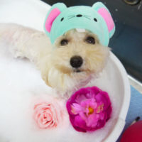 【本店】2020年7月17日のワンちゃん達♪