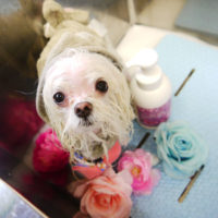 【本店】2020年7月18日のワンちゃん達♪