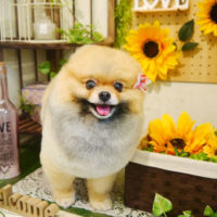 【本店】2020年7月19日のワンちゃん達♪