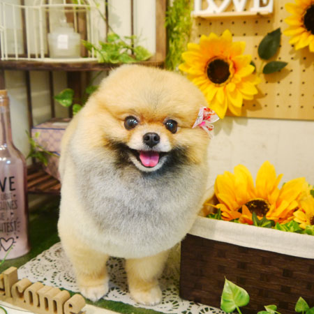 【本店】2020年7月19日のワンちゃん達♪