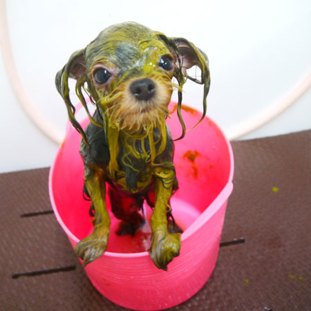 【本店】2020年7月20日のワンちゃん達♪