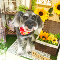 【本店】2020年7月22日のワンちゃん達♪