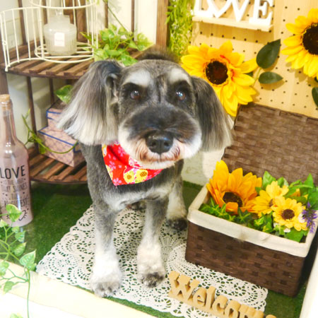 【本店】2020年7月22日のワンちゃん達♪