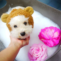 【本店】2020年7月23日のワンちゃん達♪