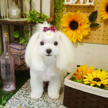 【本店】2020年7月24日のワンちゃん達♪