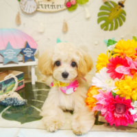 【本店】2020年7月25日のワンちゃん達♪