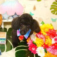 【本店】2020年7月26日のワンちゃん達♪