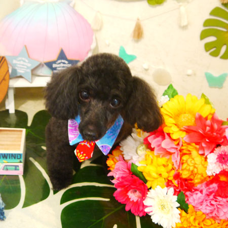 【本店】2020年7月26日のワンちゃん達♪