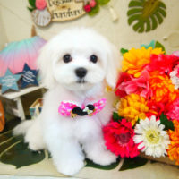 【本店】2020年7月27日のワンちゃん達♪