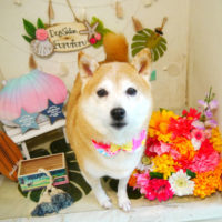 【本店】2020年7月29日のワンちゃん達♪