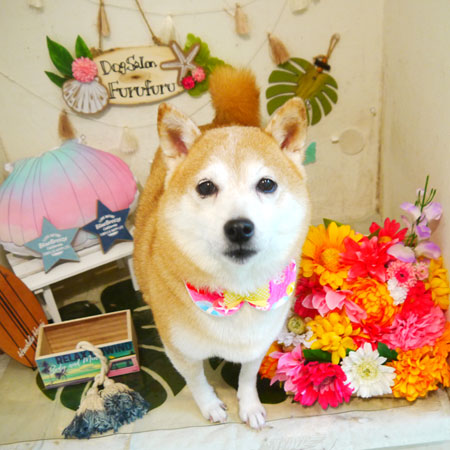 【本店】2020年7月29日のワンちゃん達♪