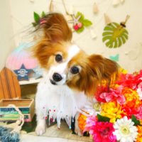 【本店】2020年7月30日のワンちゃん達♪