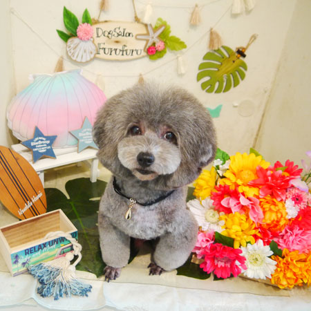 【本店】2020年7月31日のワンちゃん達♪