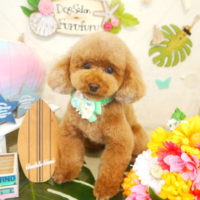 【本店】2020年8月6日のワンちゃん達♪