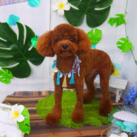 【山手店】2020年7月2日のワンちゃん達♪