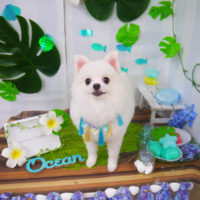 【山手店】2020年7月3日のワンちゃん達♪