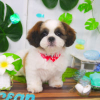 【山手店】2020年7月4日のワンちゃん達♪