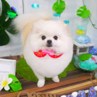 【山手店】2020年7月5日のワンちゃん達♪