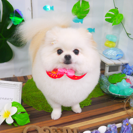 【山手店】2020年7月5日のワンちゃん達♪