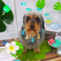 【山手店】2020年7月6日のワンちゃん達♪