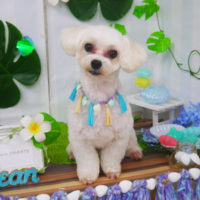 【山手店】2020年7月9日のワンちゃん達♪