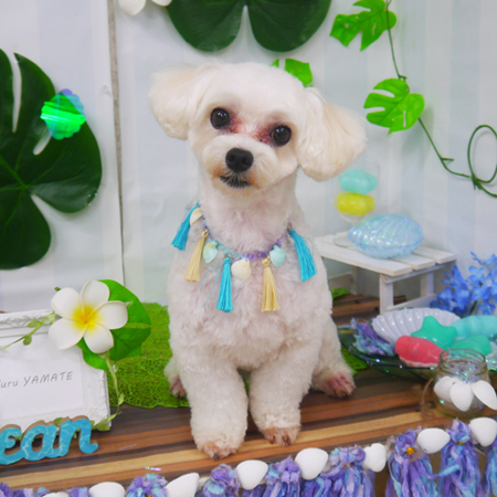 【山手店】2020年7月9日のワンちゃん達♪