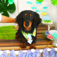 【山手店】2020年7月10日のワンちゃん達♪