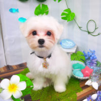 【山手店】2020年7月11日のワンちゃん達♪