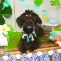 【山手店】2020年7月12日のワンちゃん達♪