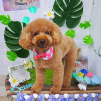 【山手店】2020年7月13日のワンちゃん達♪